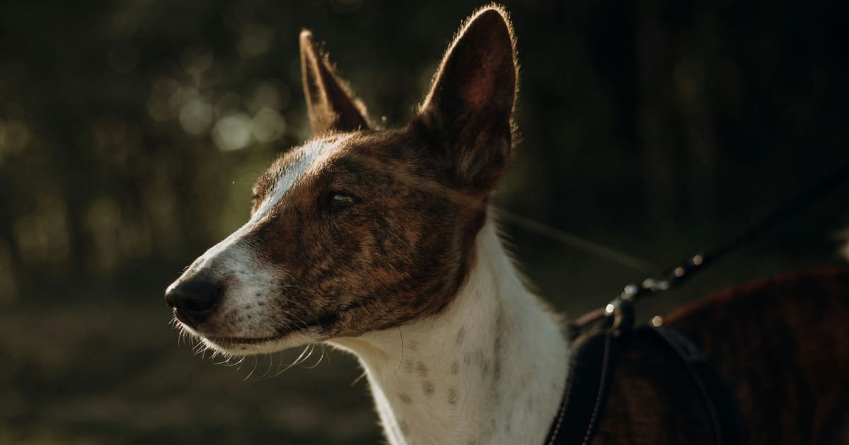 Googie Perro Una capacidad oculta: los perros pueden detectar enfermedades humanas ...