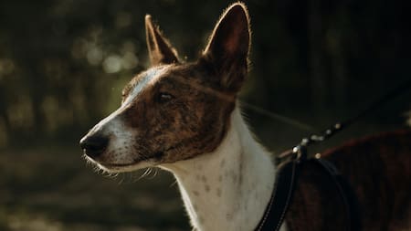 Perro basenji. Fuente: Unplash
