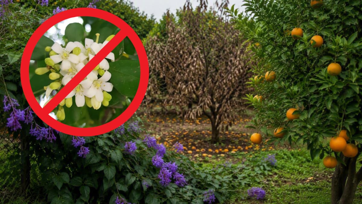 El mirto, también conocido como jazmín árabe, es una planta ornamental cuya producción, plantación, comercialización y transporte están prohibidos en Argentina.