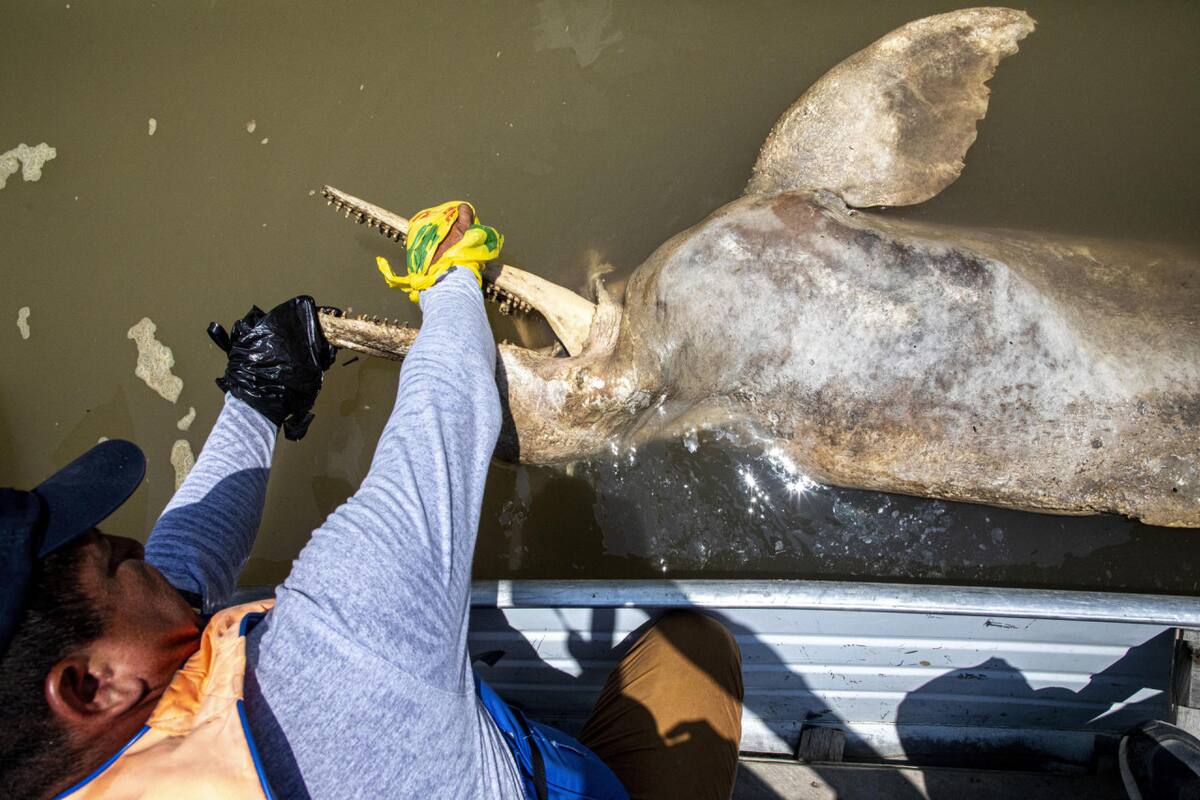 Los delfines rosados son víctimas de la sequía del río Amazonas. Foto EFE.