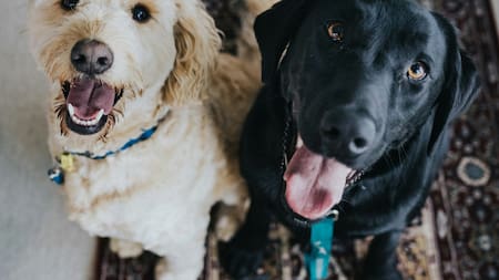 Perros. Foto: Unsplash