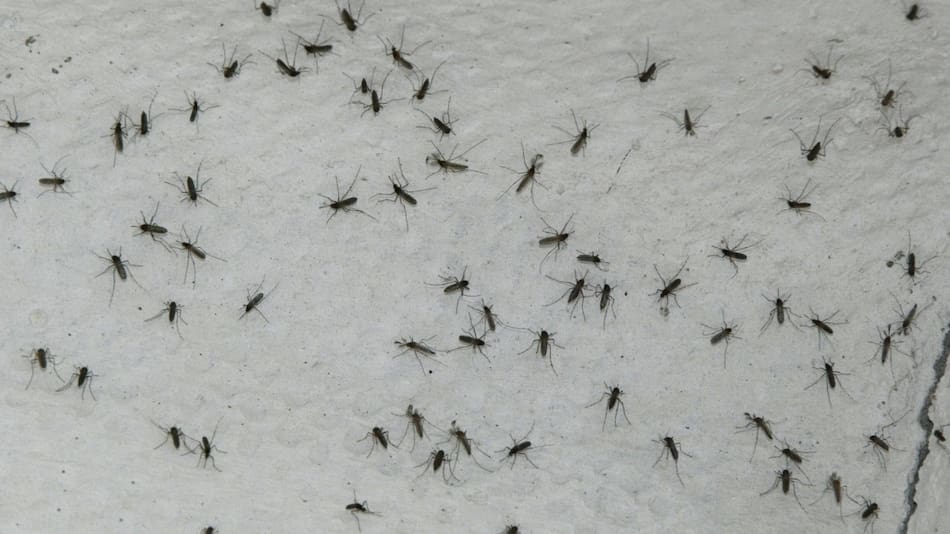 Egipto se suma a una lista de 44 países y un territorio declarados por la OMS como libres de malaria. Foto: EFE.