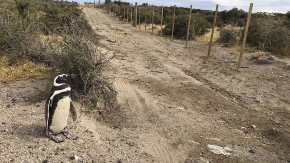 Matanza de Pingüinos en Chubut