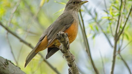 Zorzal Colorado. Foto: Buenos Aires Ciudad.