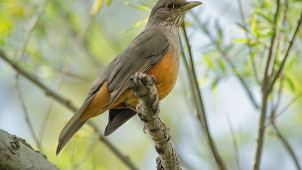 Así es el canto del zorzal colorado: el pájaro que inspiró el apodo de Carlos Gardel por su armonía única