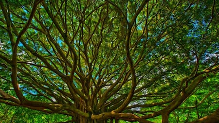 Árbol Thimmamma Marrimanu. Foto: Pinterest.
