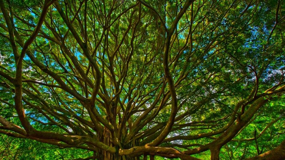Árbol Thimmamma Marrimanu. Foto: Pinterest.