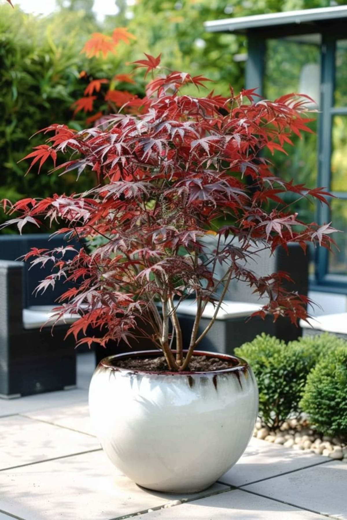 El árbol ideal para los rincones sombreados del jardín: tiene hojas de colores y no necesita sol fuerte