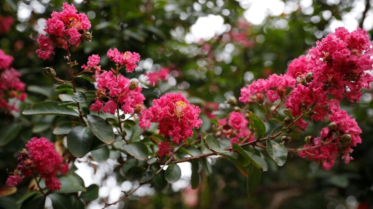 El crespón: cómo cultivar el árbol oriental que florece en enero y embellece las calles de Buenos Aires