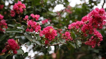 El crespón: cómo cultivar el árbol oriental que florece en enero y embellece las calles de Buenos Aires