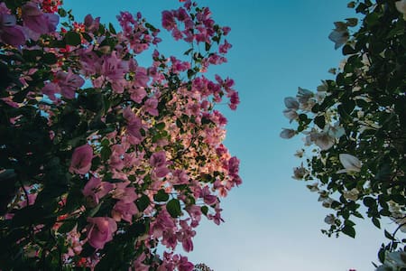 Flores de la planta Santa Rita. Foto: Pexels.