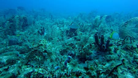 Arrecife de mar. Foto: Unsplash