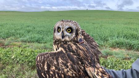 Búho silvestre. Foto: EFE.