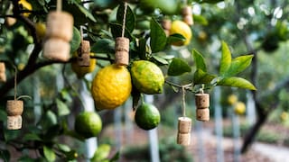 Corchos en las ramas del limonero: por qué recomiendan hacerlo y cómo utilizarlos