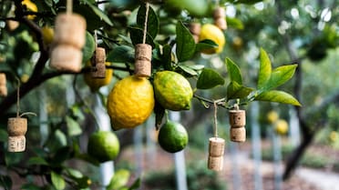 Corchos en las ramas del limonero: por qué recomiendan hacerlo y cómo utilizarlos