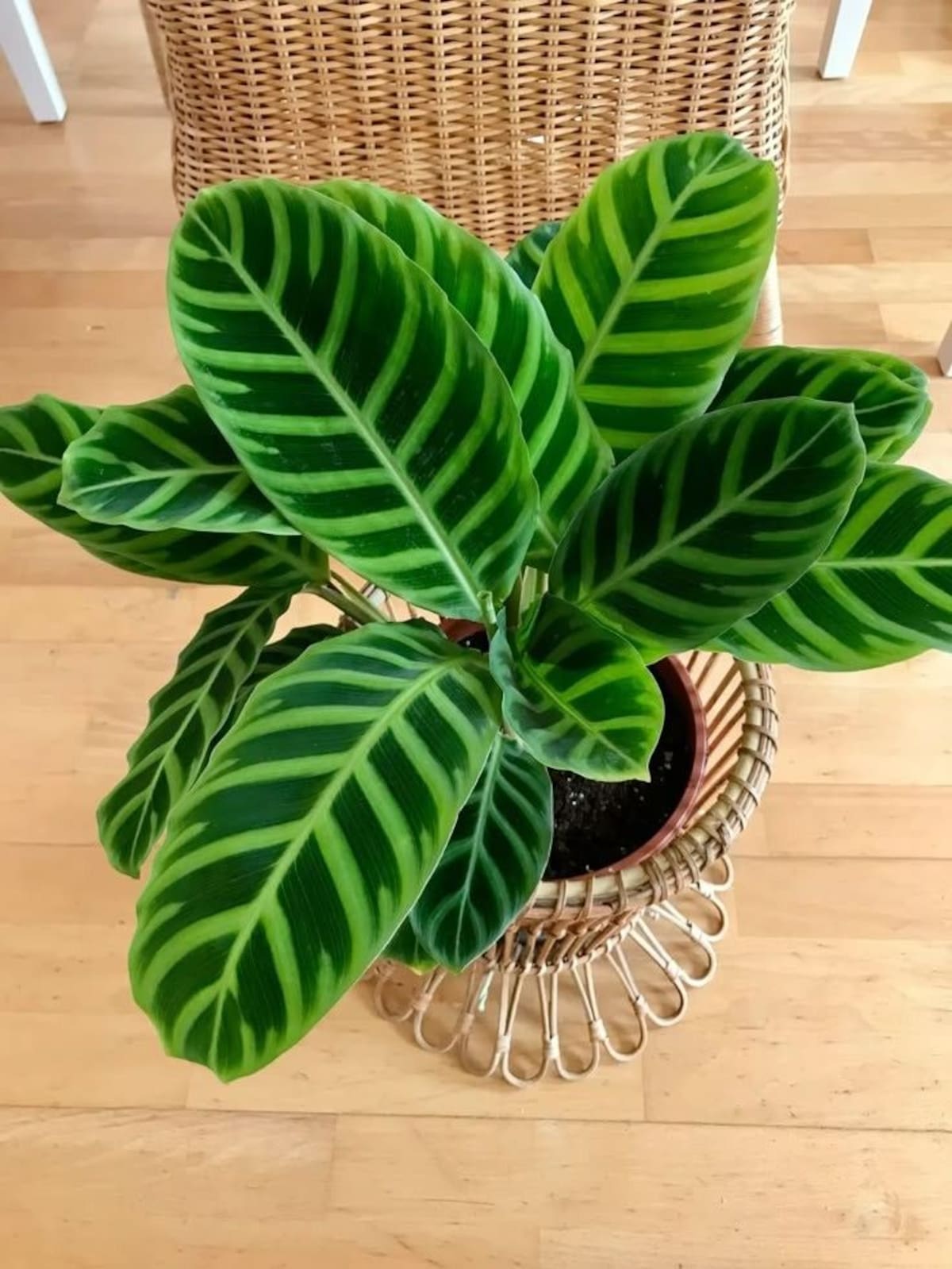Dónde poner la planta cebra según el Feng Shui