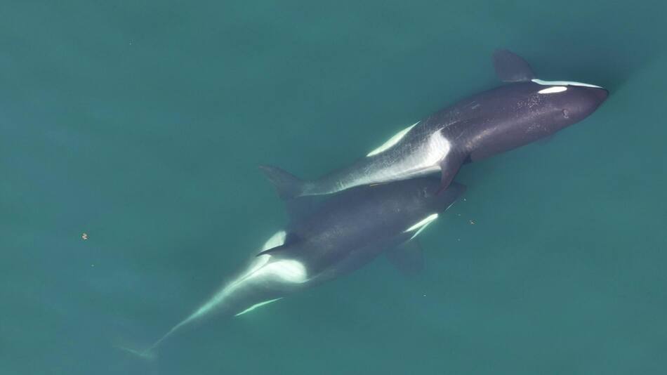 Orcas. Crédito: EFE/ Center for Whale Research, NMFS NOAA Permit 27038