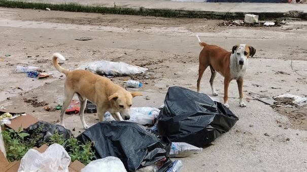 Conmoción en Corrientes: cientos de perros muertos por envenenamiento y personas intoxicadas