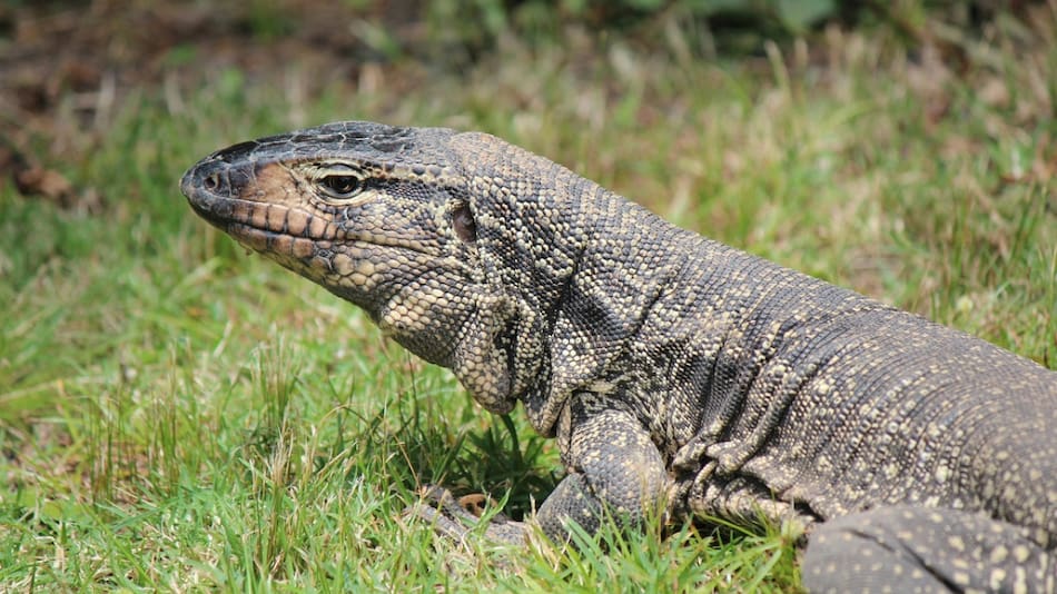 Tegu argentino. Foto: Unsplash.
