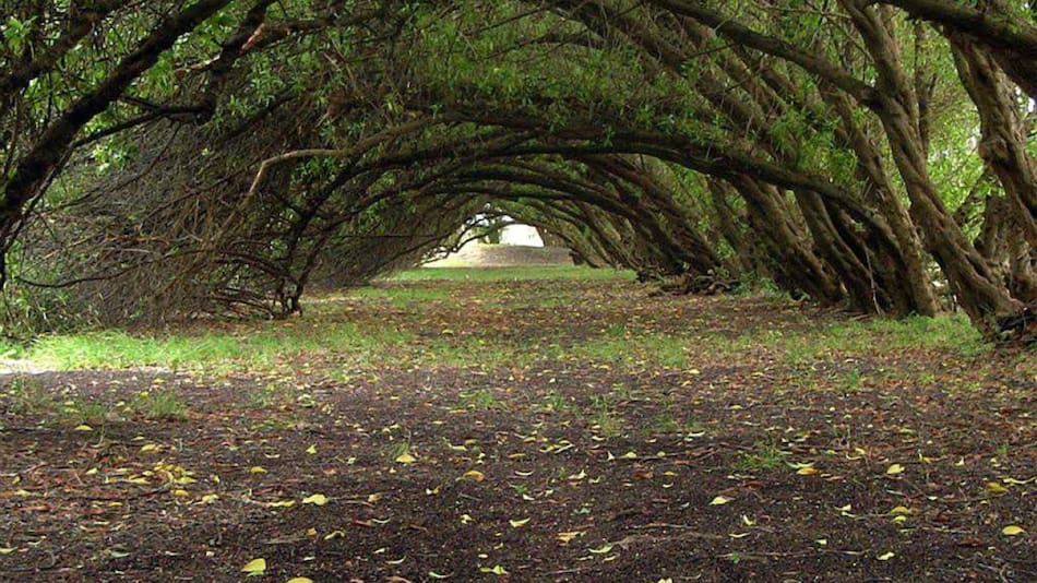 El bosque energético de la Costa Atlántica que atrae por sus "poderes místicos".