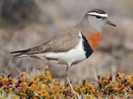 El pájaro chorlito, que origen a la histórica frase nacional. Foto: Aves de Argentina.