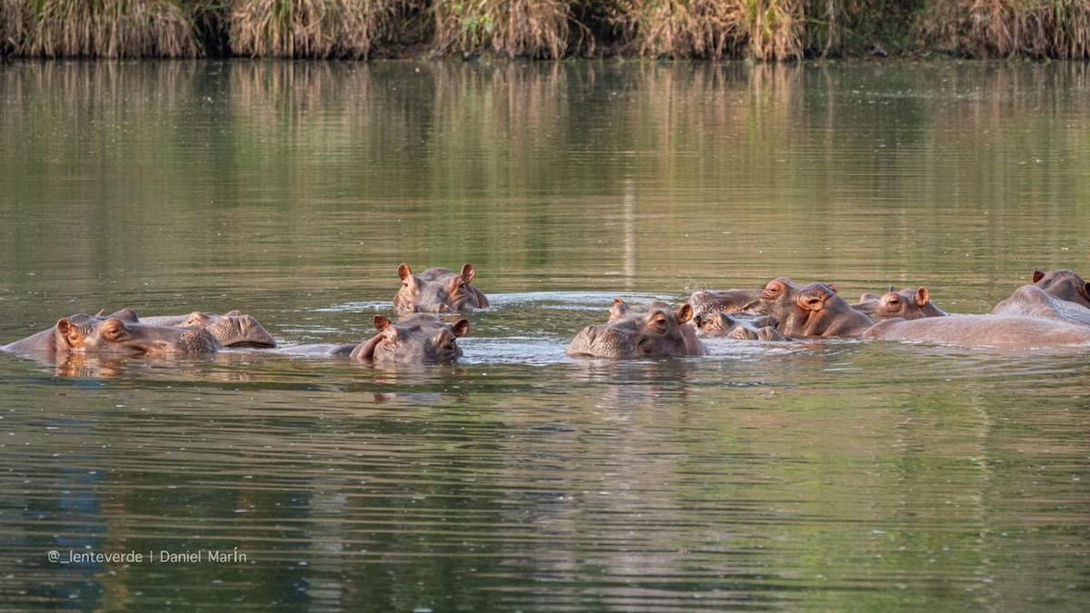 Un empresario indio se ofreció a salvar a los 80 hipopótamos de Pablo Escobar destinados a la eutanasia