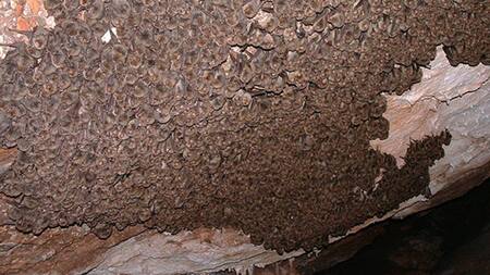 Murciélagos. Foto: EFE