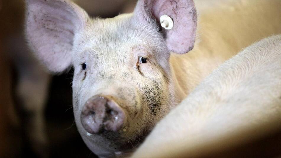 Cerdos, animales. Foto: EFE.