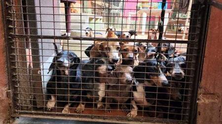Perros salchichas rescatados en criadero ilegal en Caballito.