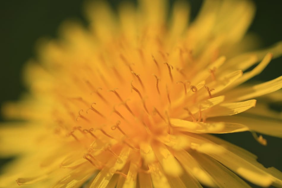 Diente de León. Foto Unsplash.