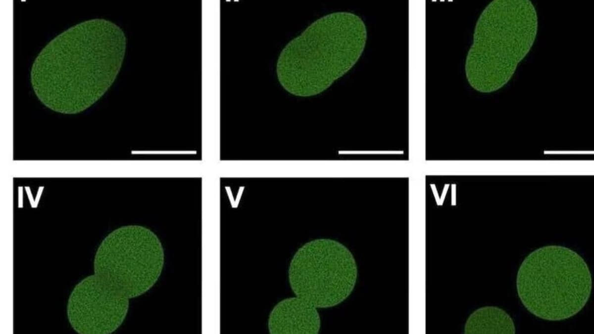 Hito científico: desarrollan la primera célula sintética del mundo con un ciclo de vida completo