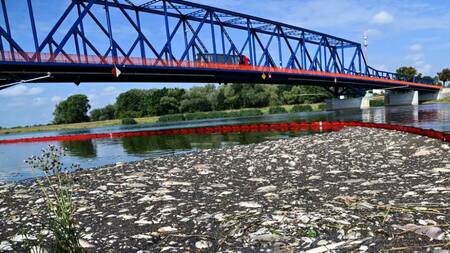 Peces muertos en Polonia. Foto: Twitter/@Lt3am680