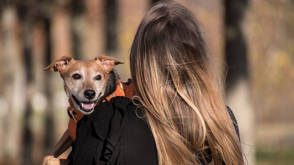 Con una combinación de actividad física, juguetes apropiados y socialización, cada perro puede llevar una vida plena. Foto: Pexels.