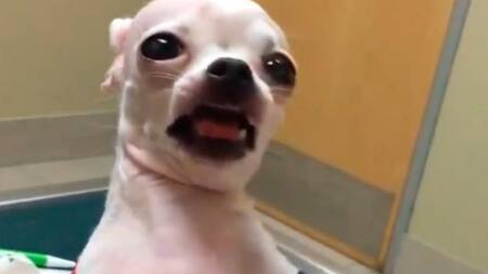 Rita, la perra que comió marihuana