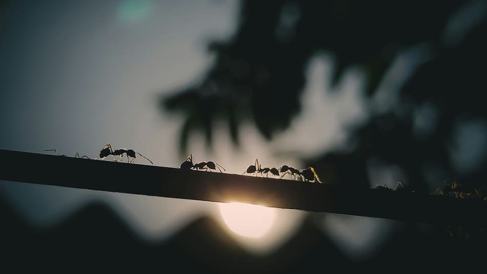 Hormigas invasoras. Foto: Unsplash