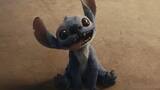 Ni un perro ni un oso: cuál es el animal que inspiró el diseño de Stitch, el adorable personaje de Disney