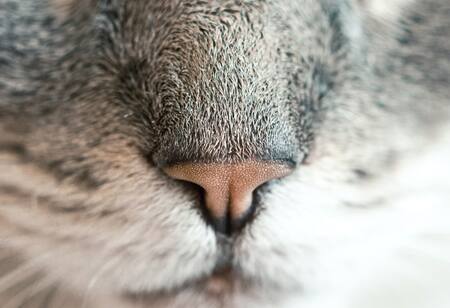 Gatos. Foto: Unsplash.