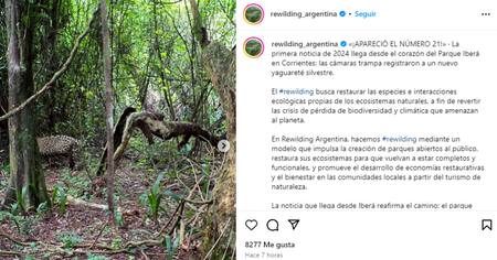Publicación de Rewilding Argentina. Foto Instagram.