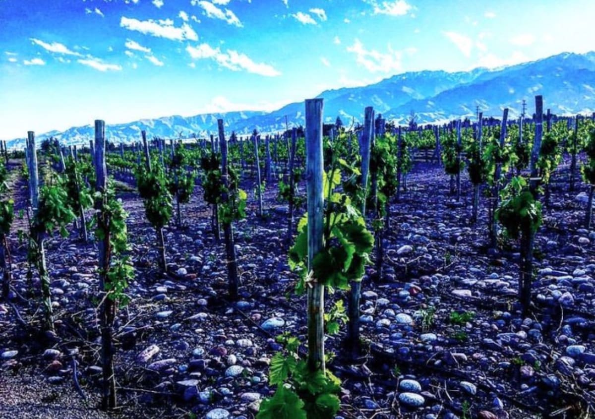 Los Chacayes, Mendoza. Foto: X