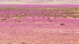 El Desierto Florido de Atacama: un fenómeno natural que transforma el paisaje árido en una alfombra de flores