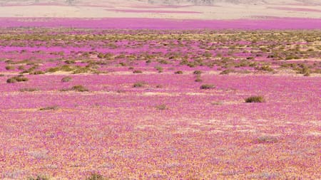 Desierto florido en Chile: un fenómeno natural que transforma el paisaje árido de Atacama en una alfombra multicolor