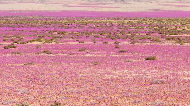 El Desierto Florido de Atacama: un fenómeno natural que transforma el paisaje árido en una alfombra de flores