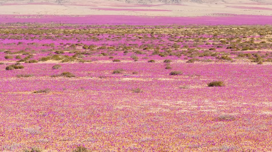 Desierto florido en Chile: un fenómeno natural que transforma el paisaje árido de Atacama en una alfombra multicolor