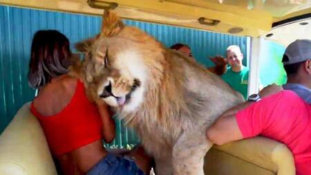 Un león se sube a un safari lleno de turistas .Mirá el video