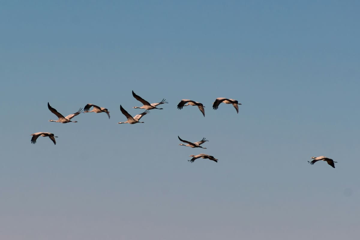 Aves migratorias. Foto: Unsplash