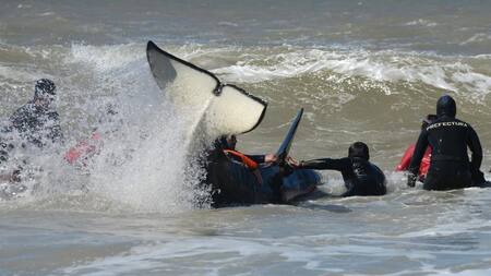 Rescate de orca varada en Mar Chiquita
