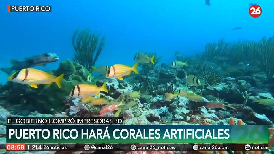 Puerto Rico hará corales artificiales. Foto: captura.