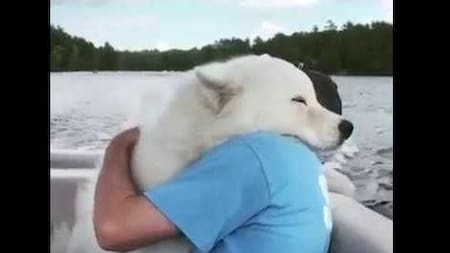 Video viral - animales