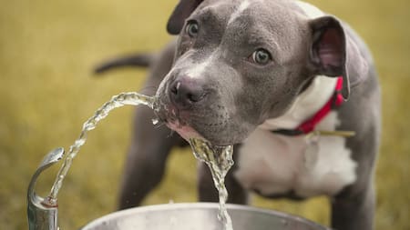 Las razas que pueden ser peligrosas