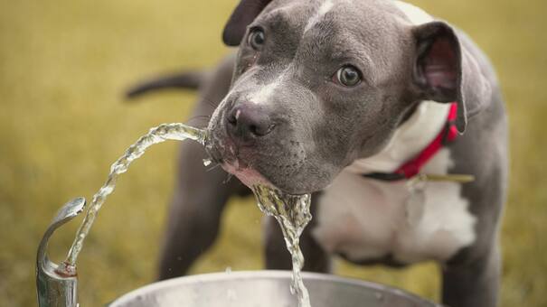 “Muerden a los niños”: un adiestrador reveló cuáles son las tres razas de perro que jamás tendría en su casa